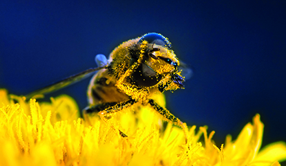 Bee pollen is cleaned on a flower